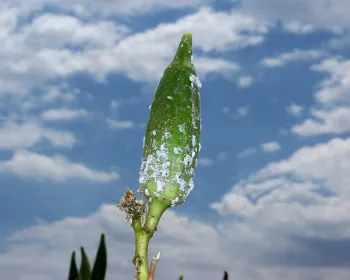 Cotton Mealybug Example 3