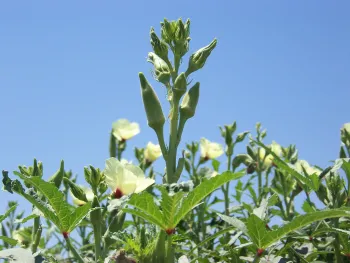 Healthy Okra Field