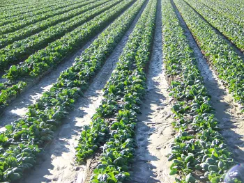 Spinach Field With Downy Mildew