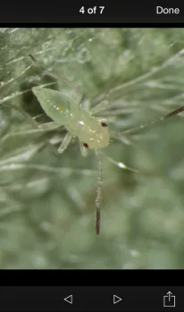 9 Pest biology-zoomed picture