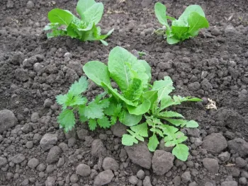 Weed control in cool-season vegetables