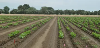 2015 planting of the UC Haskell - UC 92 recombinant inbred population<br> Date of planting: May 4-5, 2015<br> Date photo taken: June 9, 2015