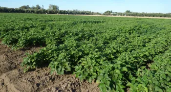2014 planting of the UC Haskell - UC 92 recombinant inbred population<br>Date of planting: May 21, 2014
<br>Date photo taken: August 13, 2014