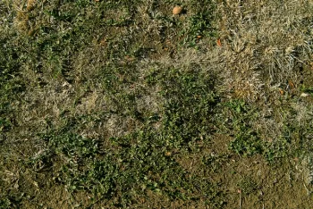 Field bindweed tolerence to drought