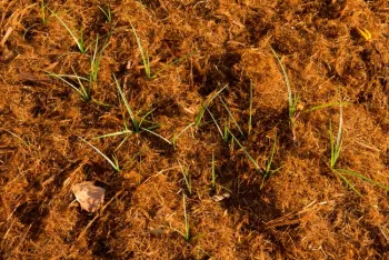Nutsedge in mulch over turf