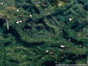Brazilian egeria infestation in bloom (J. DiTomaso. © 2005 UC Regents)