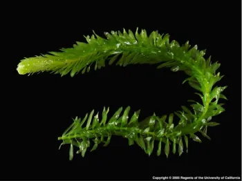 Brazilian egeria plant close up (Jack Kelly. © 2005 UC Regents)