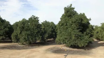 Click picture to download video.