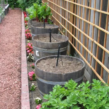 Four half-barrel planters with plants and flowers around it - Photo credit: Sandy Metzger, UC Master Gardener of Sonoma County