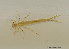 An immature dragonfly in the aquatic insect display. (Photo by Kathy Keatley Garvey)