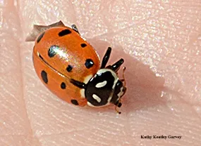 A lady beetle, aka ladybug, given away by UC IPM. (Photo by Kathy Keatley Garvey)