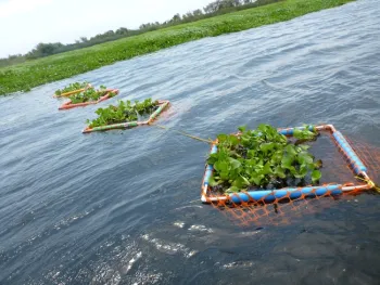 Last year's quadrats looked good for a while