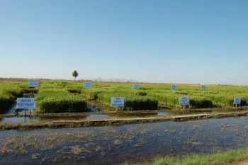 Weed control plots at the annual Rice Field Day at the California Rice Experiment Station in Biggs, CA