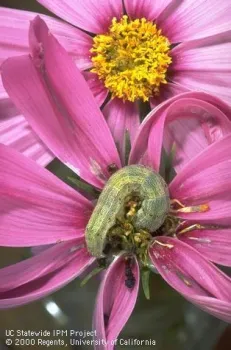 Larva of the tobacco budworm, Heliothis virescens. (UC IPM Photo by Jack Kelly Clark)