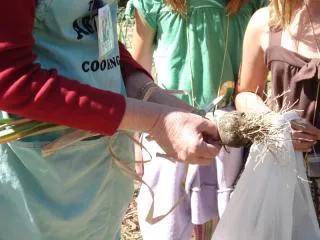 Garlic harvest