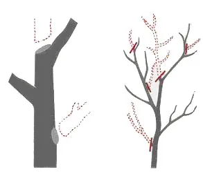 Illustration showing thinning cut examples on a tree trunk and branches, with dashed lines indicating cut locations.