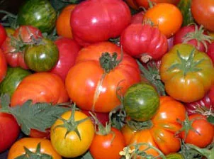 A colorful assortment of red, orange, and gold tomatoes of varying sizes and shapes, piled together with visible green stems.