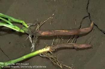 Red lesions on bean roots.