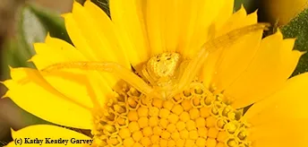 Find the crab spider on the gold coin. (Photo by Kathy Keatley Garvey)