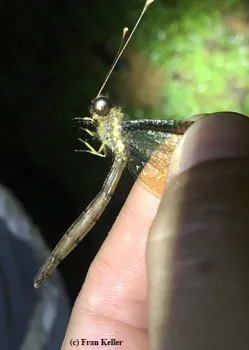 Owl fly in Belize. (Photo by Fran Keller)