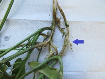 Figure 3. Stem die-back from white mold.