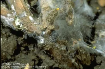 Figure 1. Sclerotia of white mold disease.