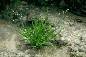 Annual bluegrass (Poa anua) is one of the most widely growing grasses in the world
