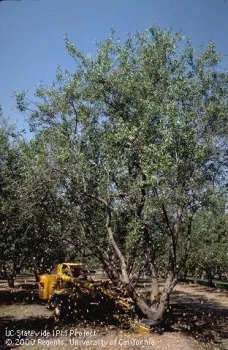 Mechanical tree shaker with falling almonds