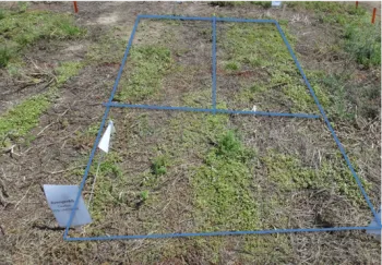 Avenger 7DAT–-this product did not perform very well but I'm including it here because some municipalities have been using it.