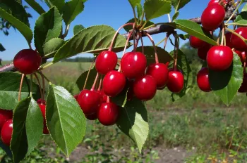 Clusters of ripe, bright red cherries, hanging from a branch with serrated green leaves, and an open field and blue sky in background.