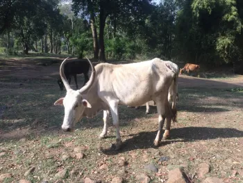 Zebu cow.