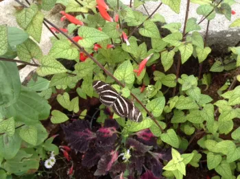 A black-and-white colored Pale Swallowtail, Papilio eurymedon, pollinating a bright pink colored Mountain Pride, Penstemon newberryi