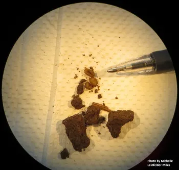 Little, white orbs about the size of the tip of a pencil.