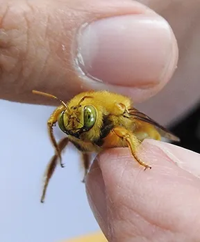 Close-up of a male Valley carpenter bee, Xylocopa varipuncta, nicknamed