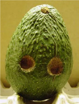 avocado healed over
