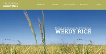 www.caweedyrice.com