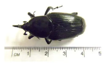South American palm weevil