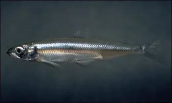 Delta smelt (source: www.fws.gov)