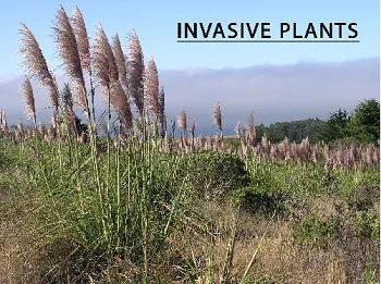 invasiveb