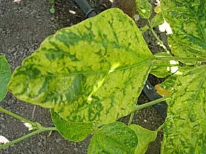 Close-up of a heart-shaped green leaf infected with the Bean mosaic virus, showing yellow mottling and clear veins against a blurred dirt background.