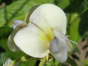 Close-up of a Long bean flower with cream and light lavender petals, featuring an ant on one petal and green leaves in the background.