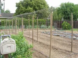 A 35-foot long, 4-foot wide, and 7-foot high wire bean arbor over growing beds in a garden, with vertical wooden posts and mesh wire supporting climbing plants.