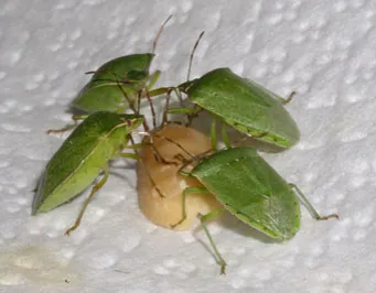 Stink bugs feeding