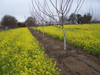 random walnut orchard Hanson UCD