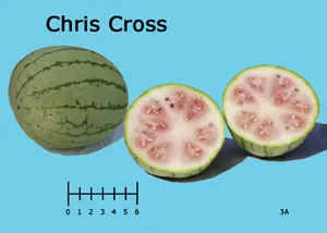 Whole and halved Chris Cross watermelon, approximately 8 inches round, with pale pink flesh and dark seeds, set against a light blue background.