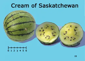 Whole and halved Cream of Saskatchewan watermelon, approximately 10 inches round, showing dark green striped rind and yellow flesh with black seeds, with a 6-inch ruler for scale.