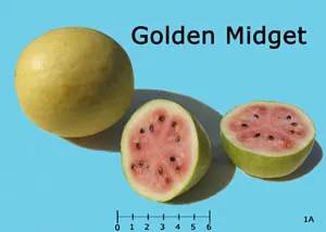 A whole yellow-skinned Golden Midget watermelon, 6 inches round, and two cut halves revealing light pink flesh with seeds, against a light blue background.