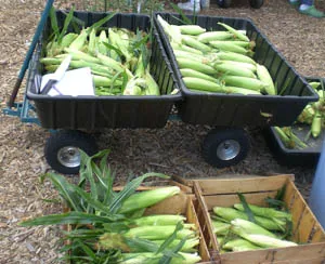 Two black carts filled with harvested ears of corn and wooden crates overflowing with corn, set on a wood chip surface.