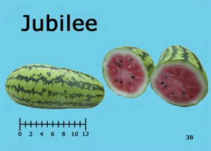 An elongated Jubilee watermelon, approximately 15 inches long, with a dark green striped rind beside a halved fruit showing pink flesh and black seeds; ruler scale below.