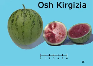 Appriximately 8 inch round Osh Kirgizia watermelon on the left with two halved sections showing pink-red flesh and black seeds on a light blue background,